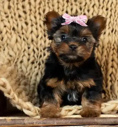 Taza de té Yorkie para adopción Texto / llame al (330) 910 0534