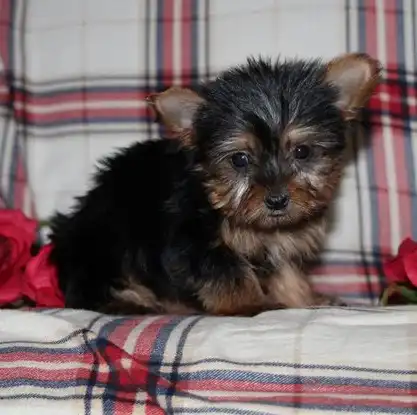 Taza de té Yorkie para adopción Texto / llame al (330) 910 0534
