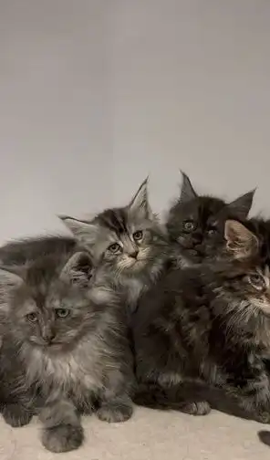 Mainecoons-XL de pura raza para padres campeones de TICA