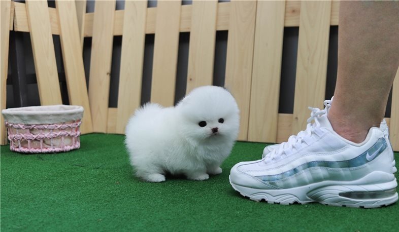 Hermosos cachorros Pomerania "Tea Cup" en miniatura a la venta.