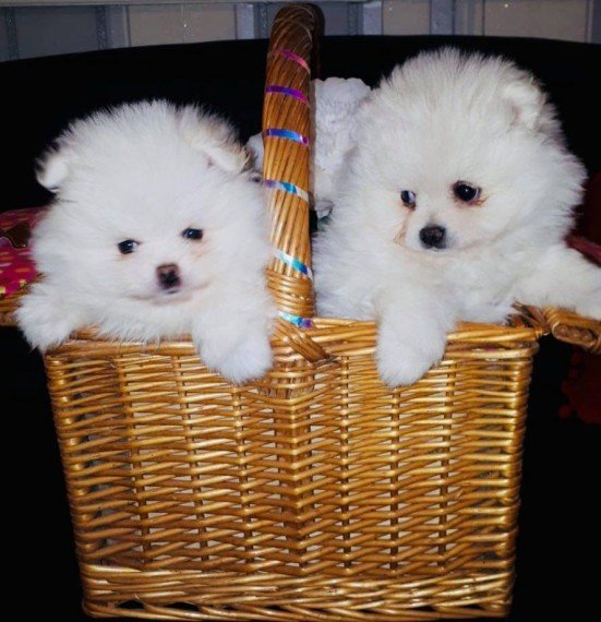 Hermosos cachorros Pomerania "Tea Cup" en miniatura a la venta.