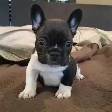 cachorros bulldog frances en adopcion
