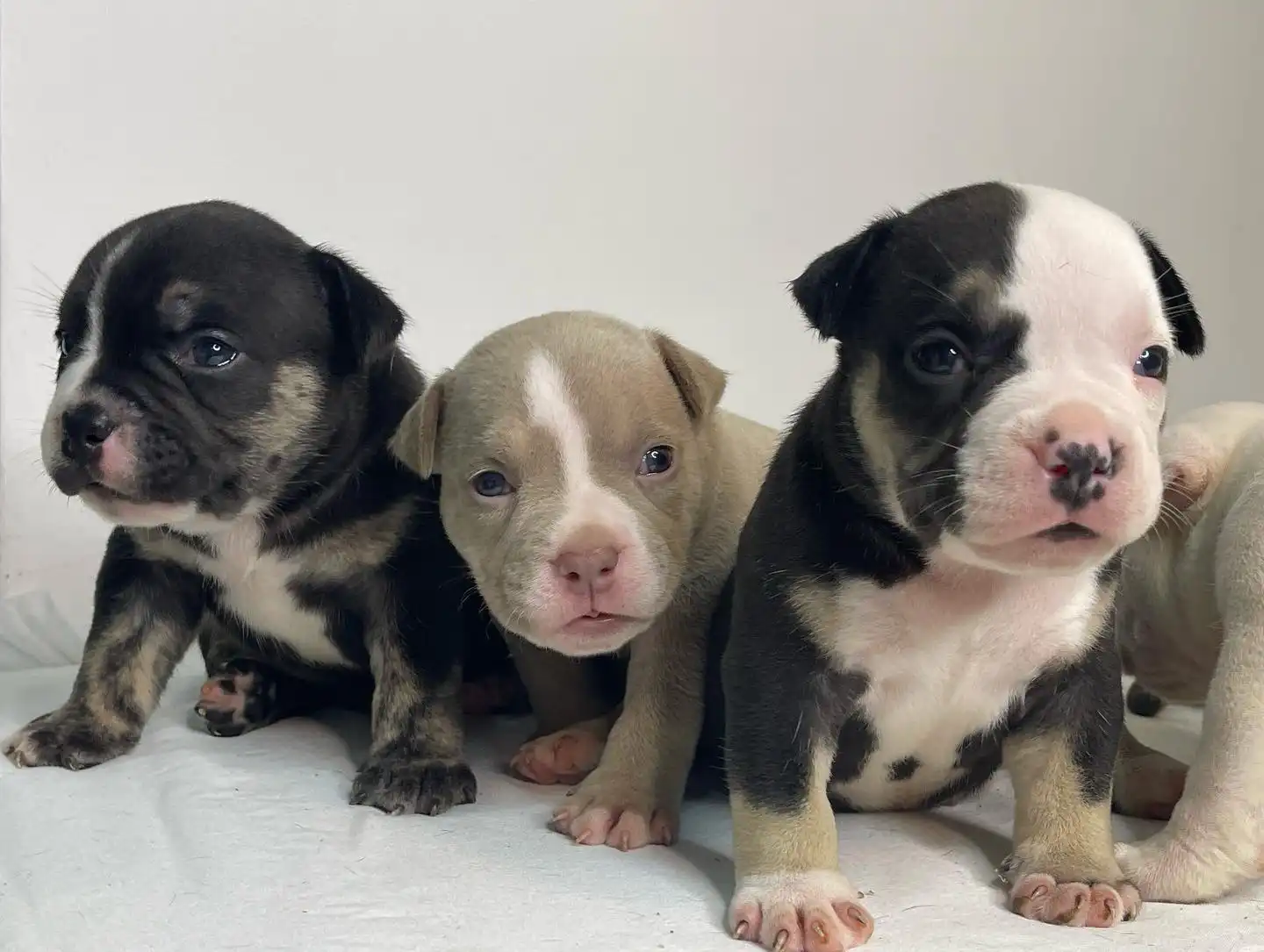 Adorable puppies