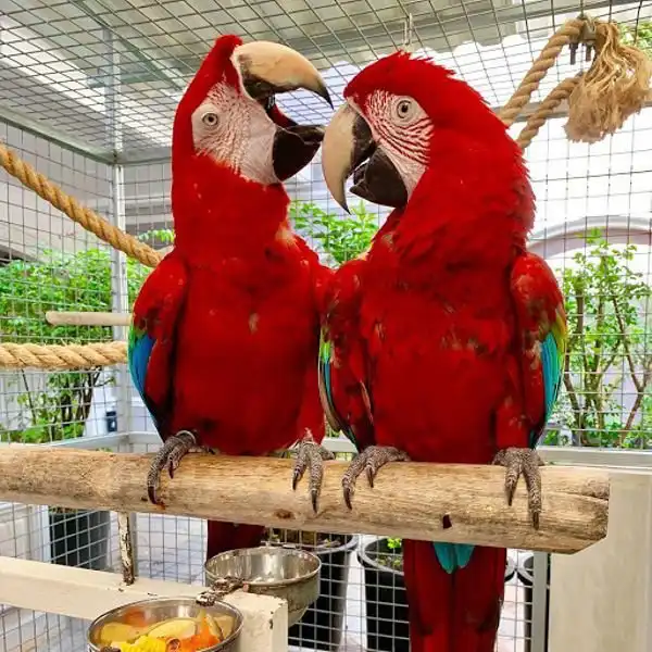 Guacamayo verde súper amigable
