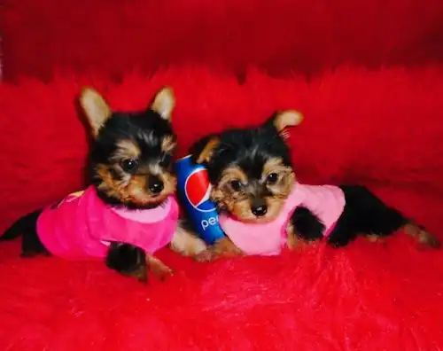 Cachorros Yorkie taza de té.