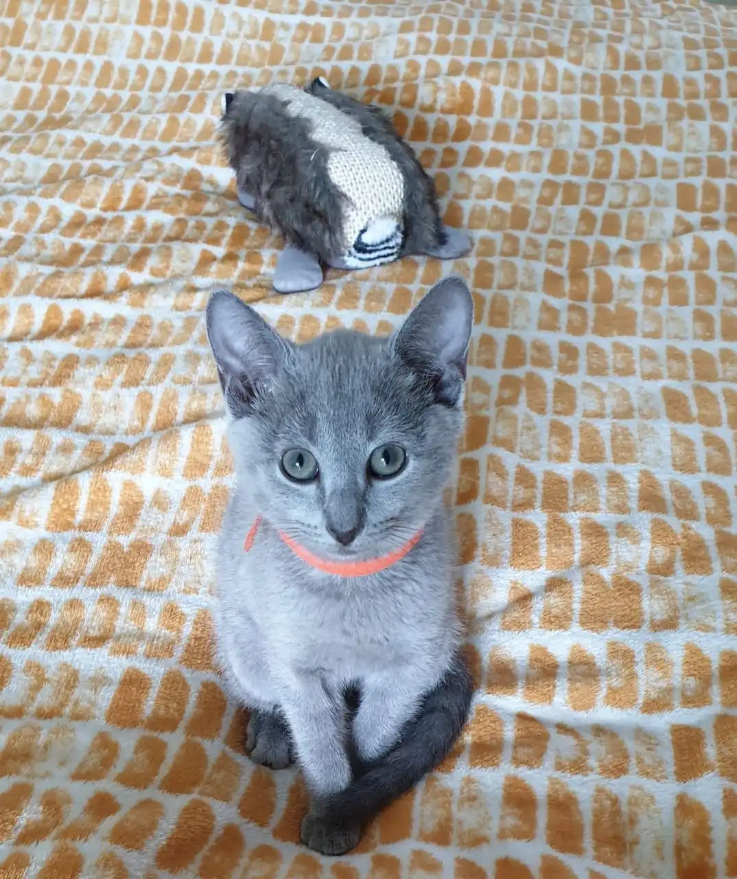 Gatito Blues Ruso En Venta