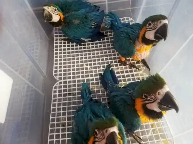 Guacamayos azules y dorados alimentados a mano