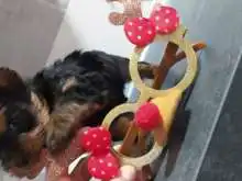 Yorkshire terrier