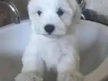 Bichón maltés