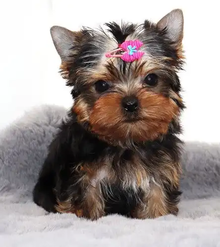 Taza de té Yorkie para adopción Texto / llame al (330) 910 0534