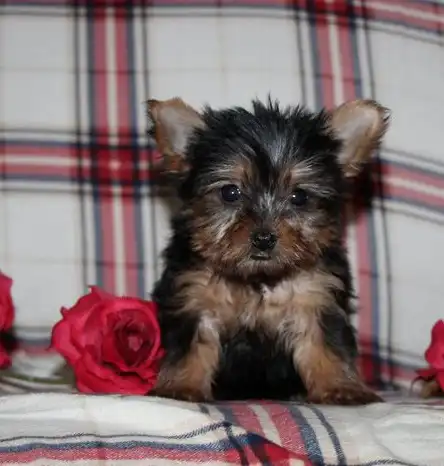 Taza de té Yorkie para adopción Texto / llame al (330) 910 0534