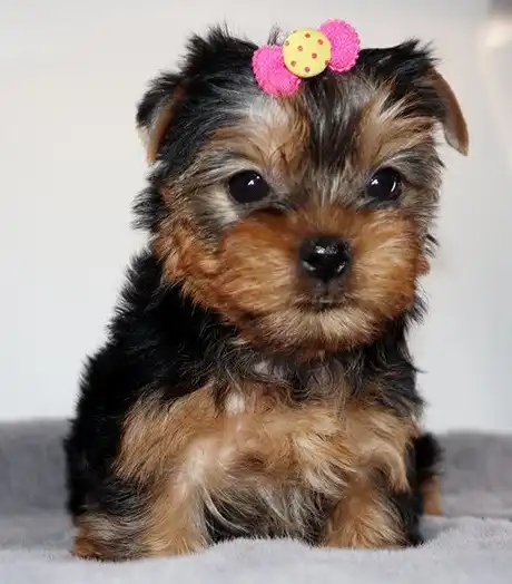 Taza de té Yorkie para adopción Texto / llame al (330) 910 0534