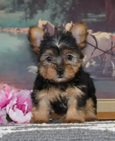 Taza de té Yorkie para adopción Texto / llame al (330) 910 0534