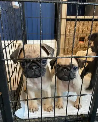 ⭐️¡REDUCIDO! ¡SOLO QUEDA 1!⭐️Hermosos cachorros de pug KC❤️