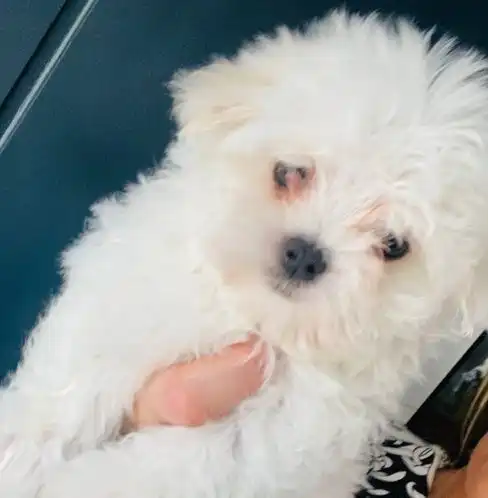 Cachorro maltés