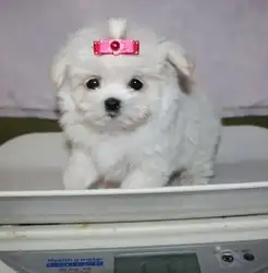 Venta de cachorros malteses macho y hembra navideños