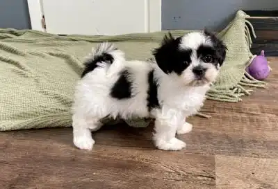 Adorables cachorros Shih Tzu machos y hembras