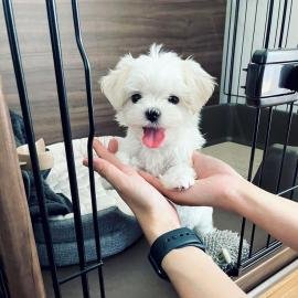 Dos cachorros malteses miniatura buscan un nuevo hogar.